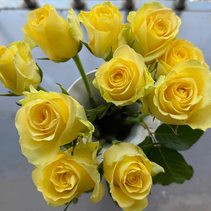 Beach Romance Florist Shrub Rose