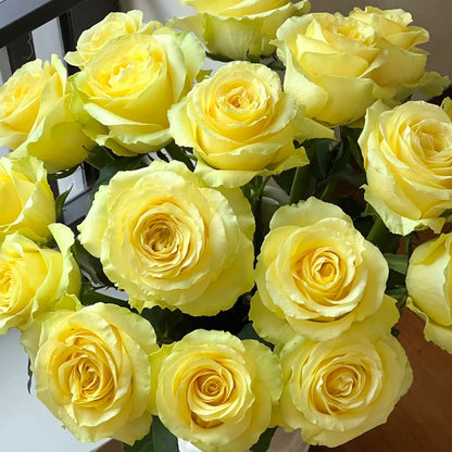 Beach Romance Florist Shrub Rose