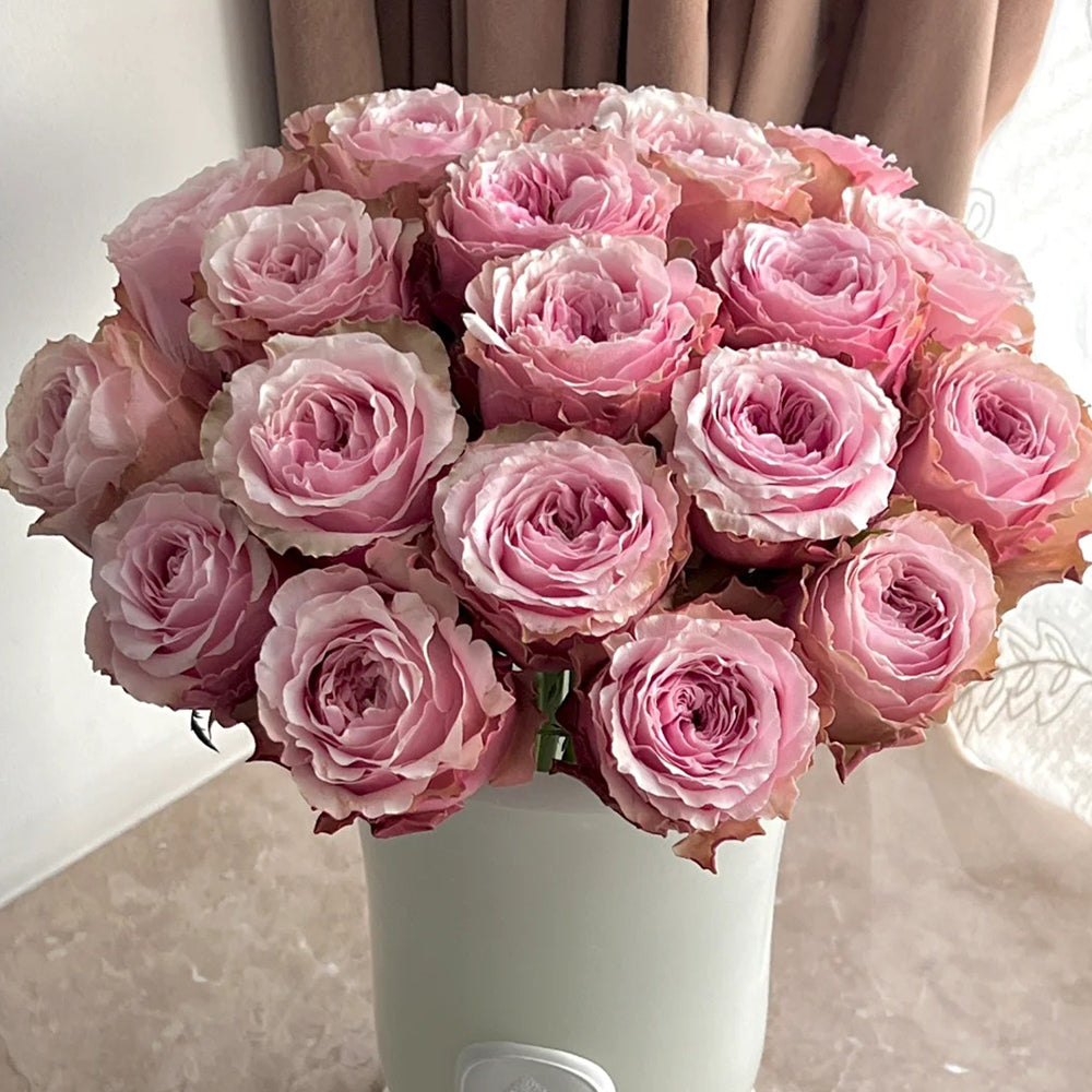 Belize Ecuadorian Florist Shrub Rose