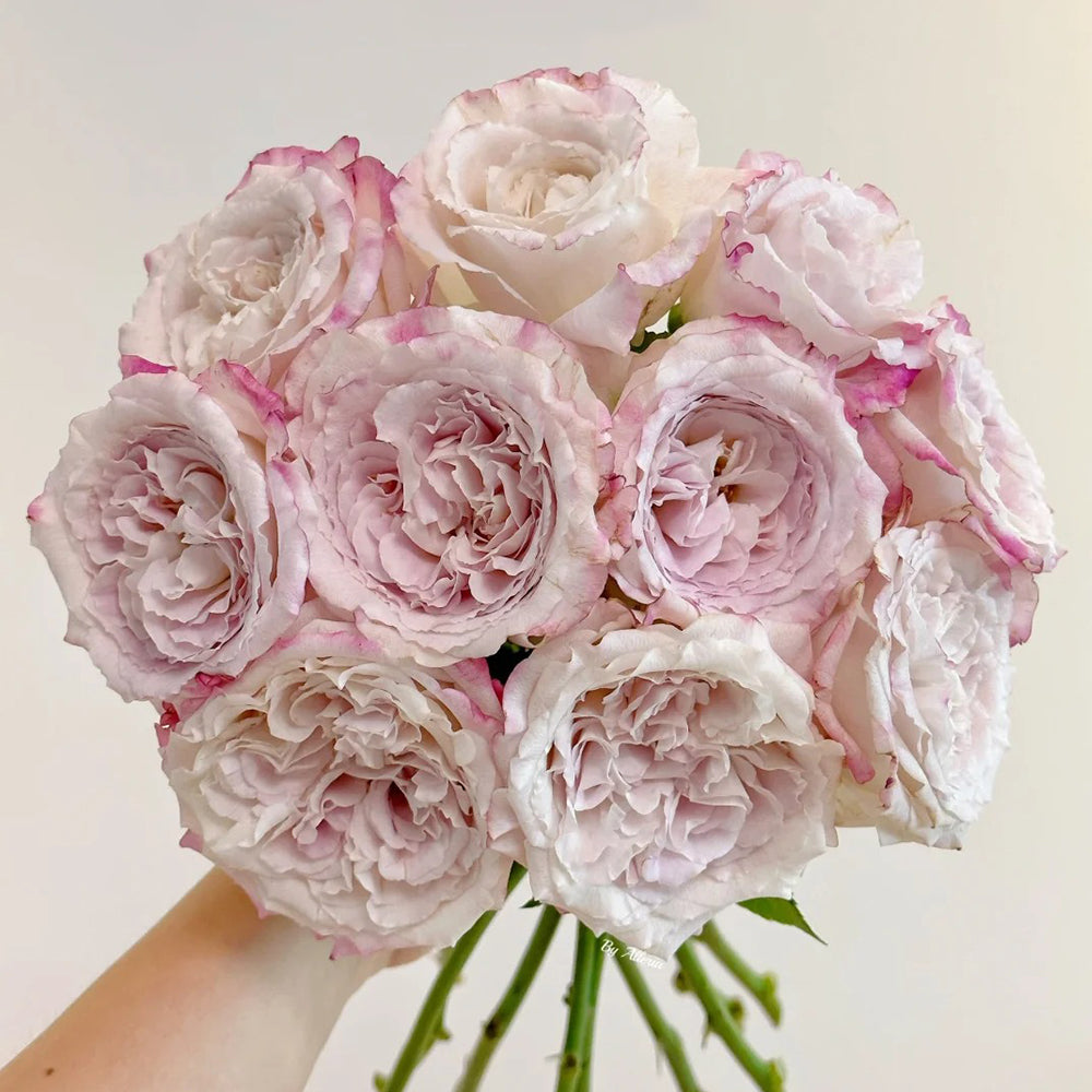 Spanish Red Roses Bella Linda Fairy Spanish Florist Shrub Rose – Highgarden Roses