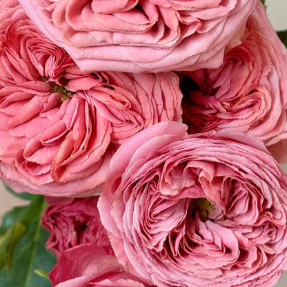 Bella Trendsetter Netherlands Florist Shrub Rose