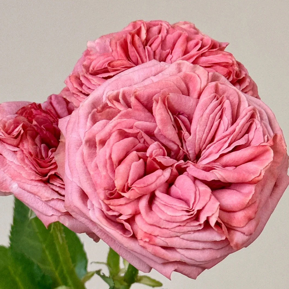 Bella Trendsetter Netherlands Florist Shrub Rose