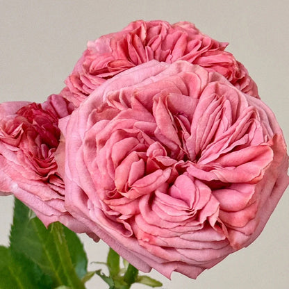 Bella Trendsetter Netherlands Florist Shrub Rose