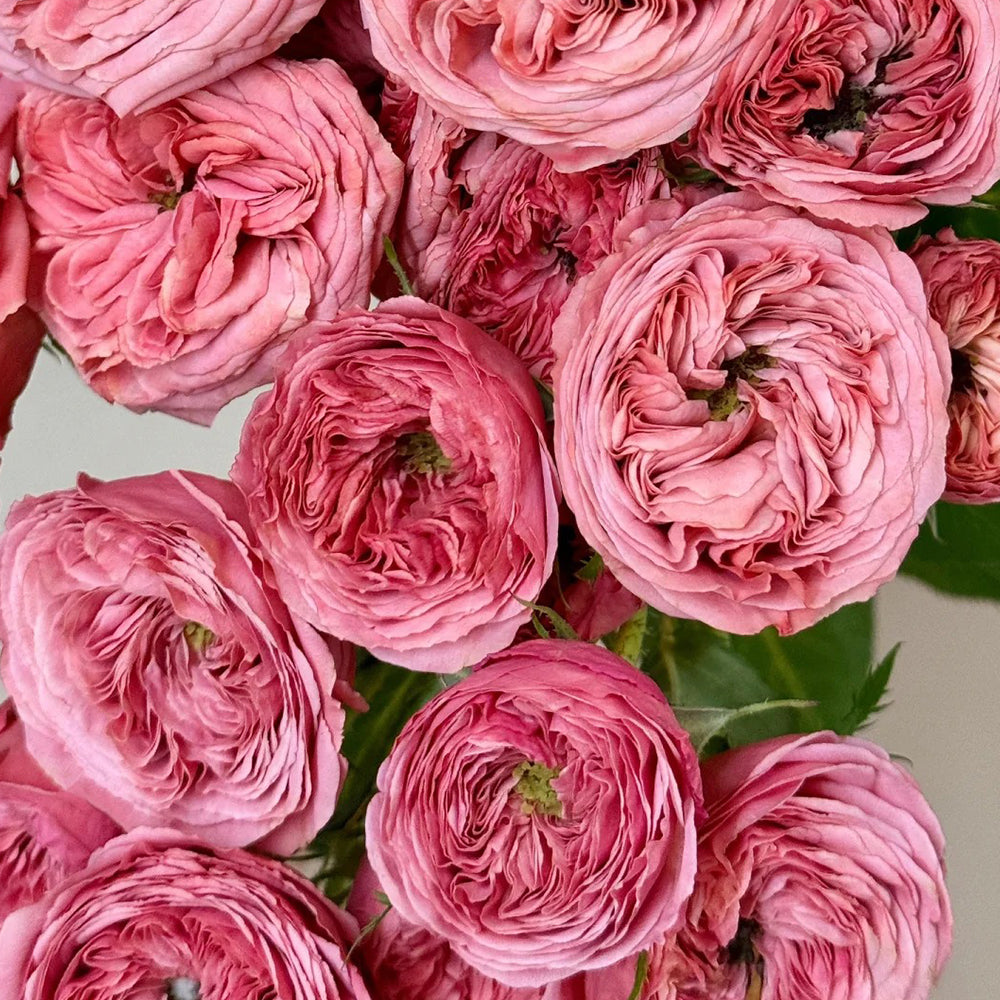 Bella Trendsetter Netherlands Florist Shrub Rose