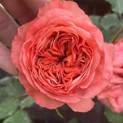 Bella Trendsetter Netherlands Florist Shrub Rose