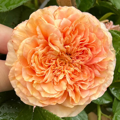 Belle d’Anjou French Florist Shrub Rose