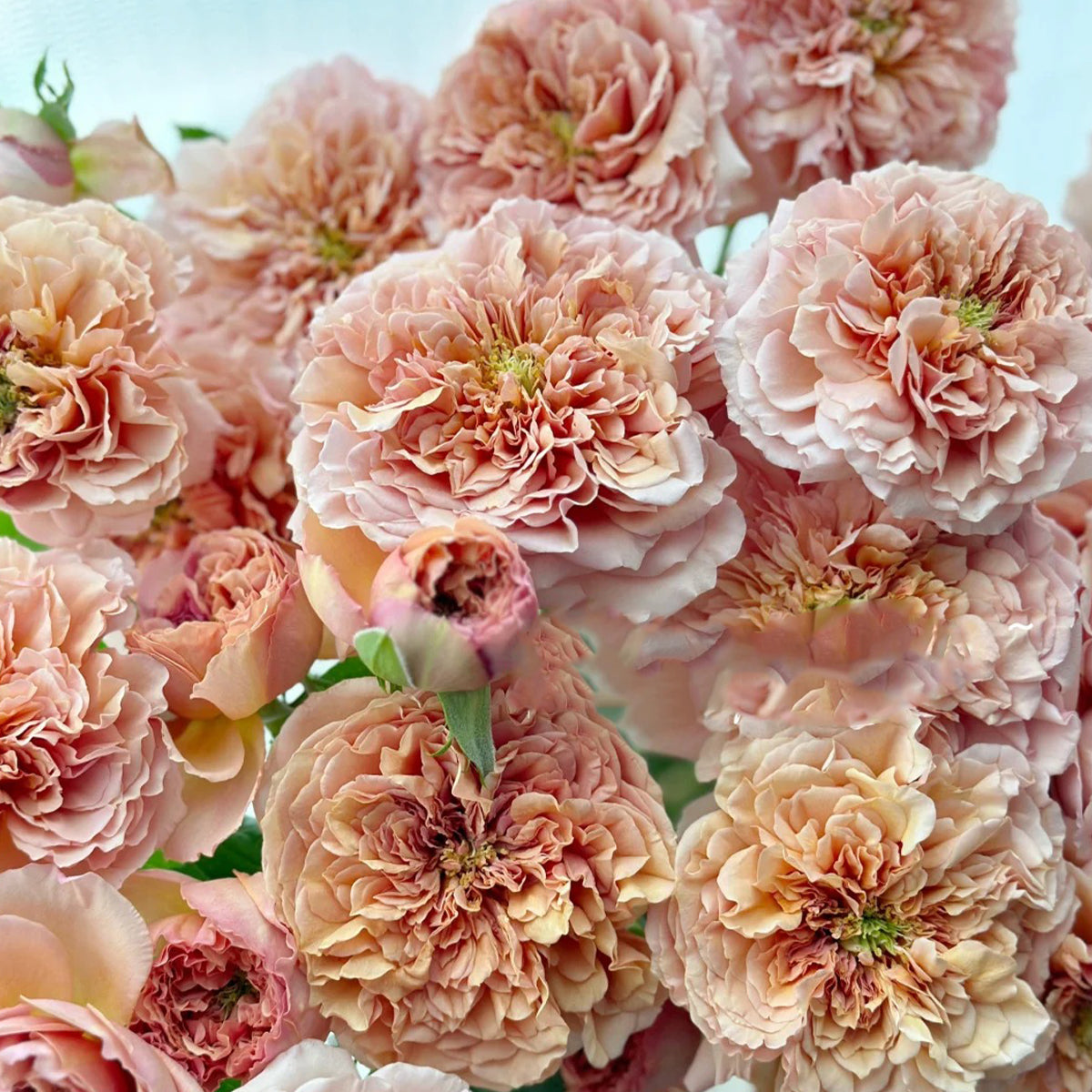 Belle d’Anjou French Florist Shrub Rose