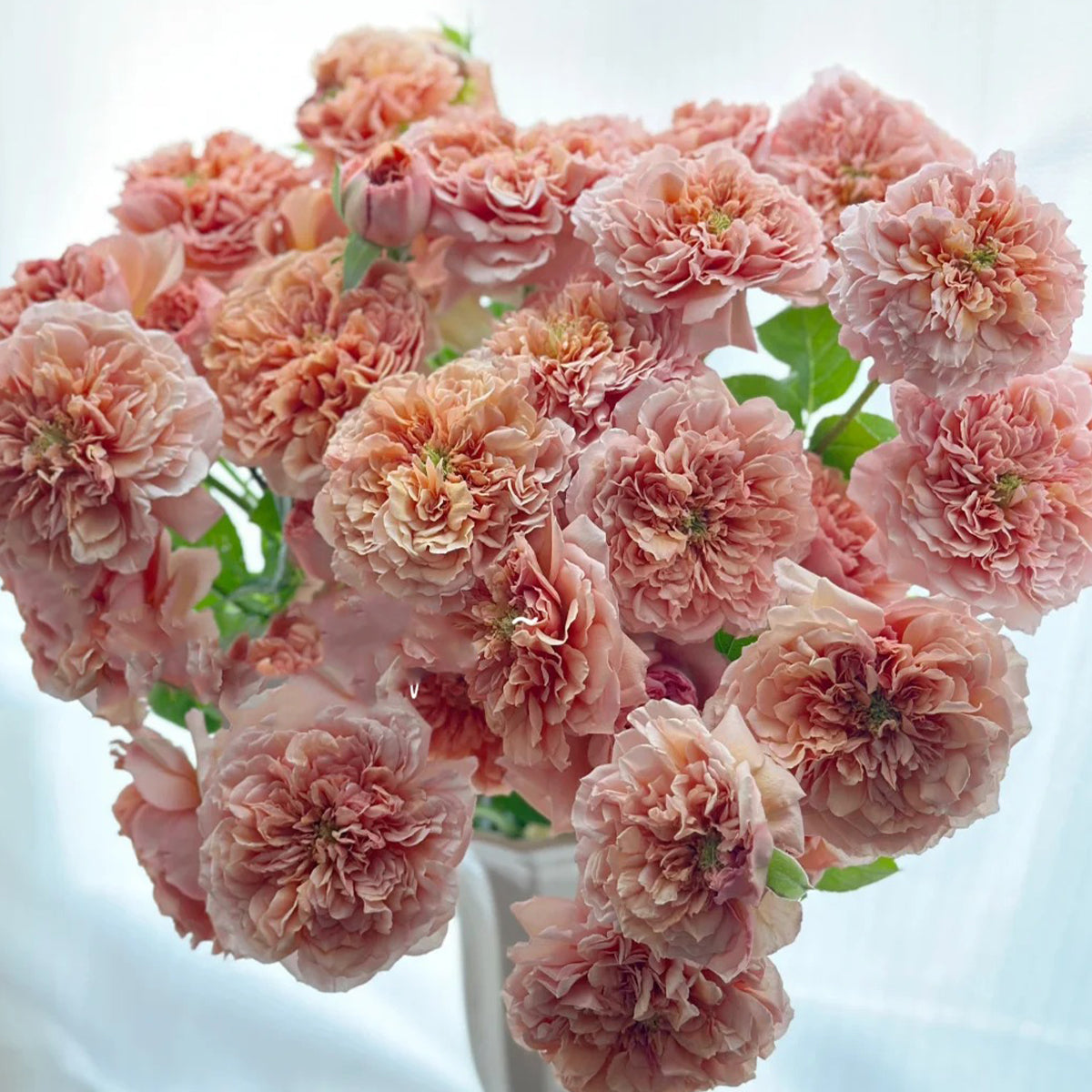 Belle d’Anjou French Florist Shrub Rose