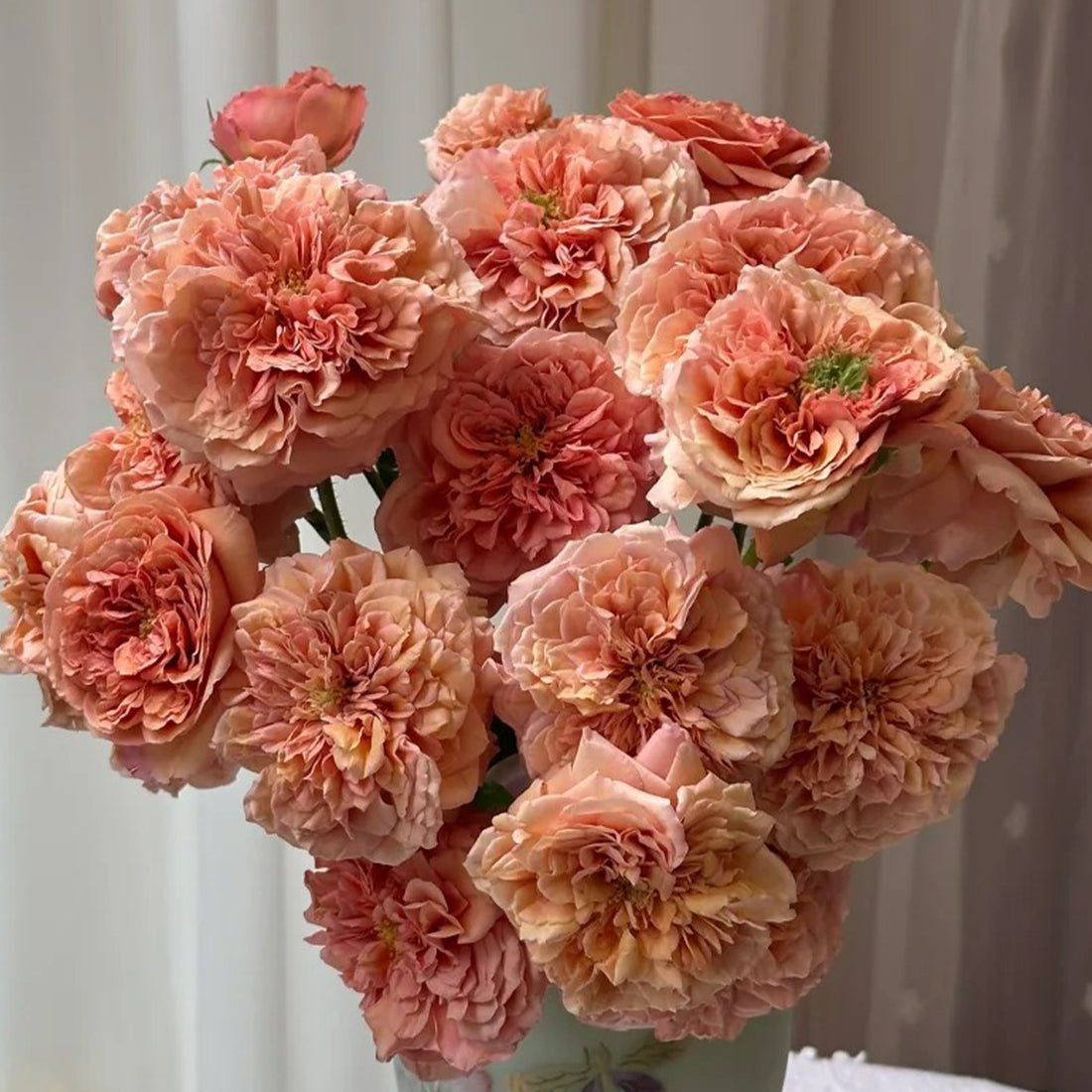 Belle d’Anjou French Florist Shrub Rose