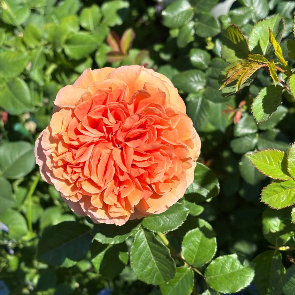Belle d’Anjou French Florist Shrub Rose