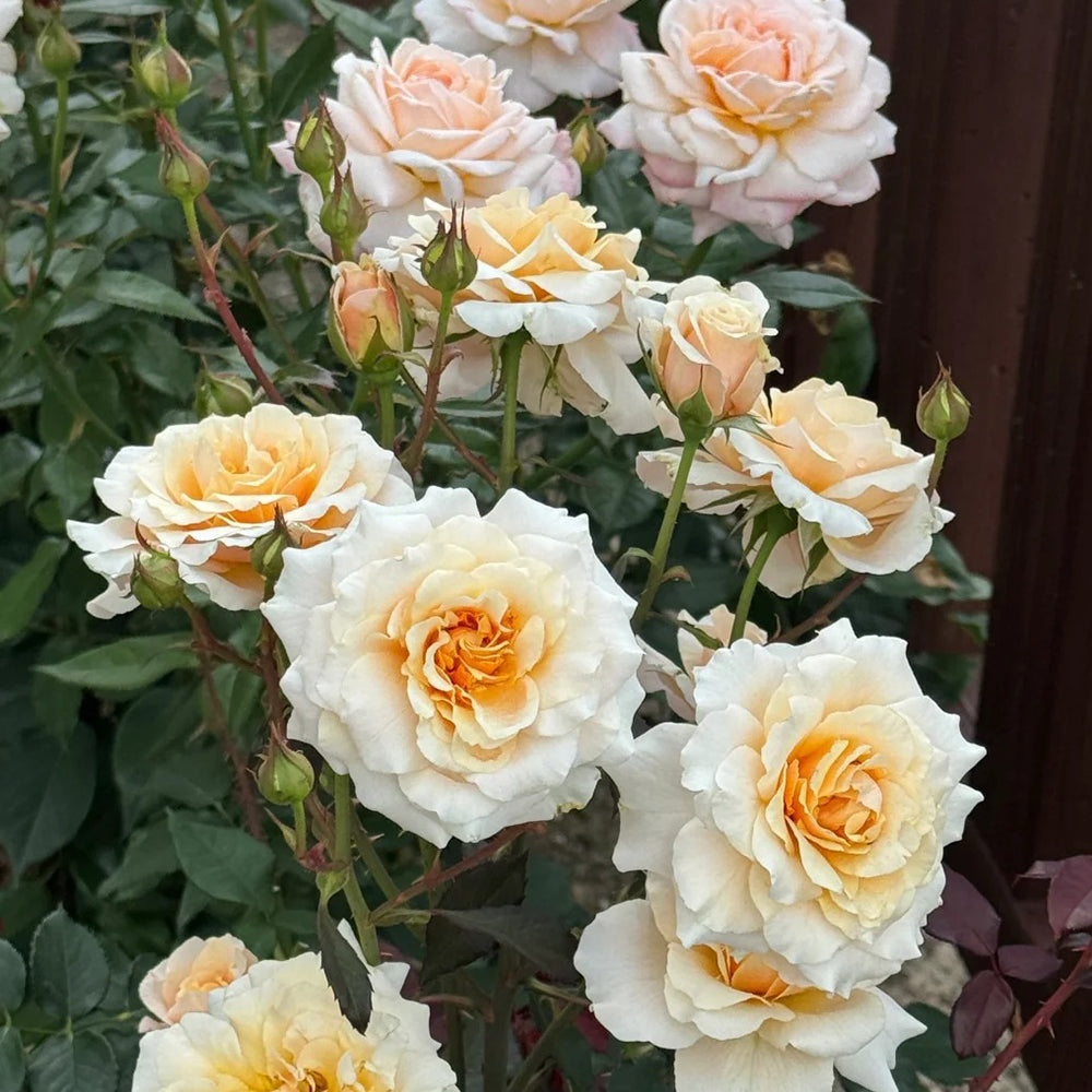 Ben Weatherstaff Japanese Florist Shrub Rose Bush For Sale