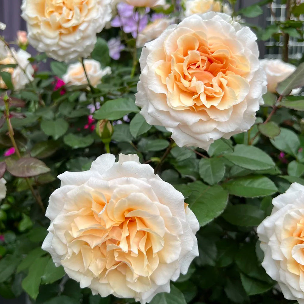 Ben Weatherstaff Japanese Florist Shrub Rose Bush For Sale