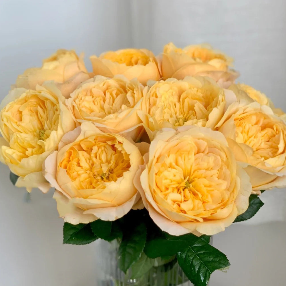 Bergamotte Kenyan Florist Shrub Rose