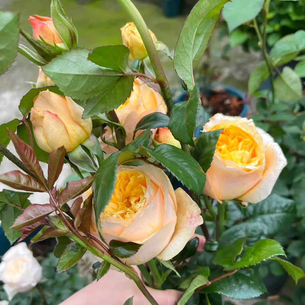 Bergamotte Kenyan Florist Shrub Rose