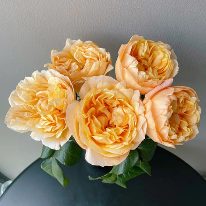 Bergamotte Kenyan Florist Shrub Rose