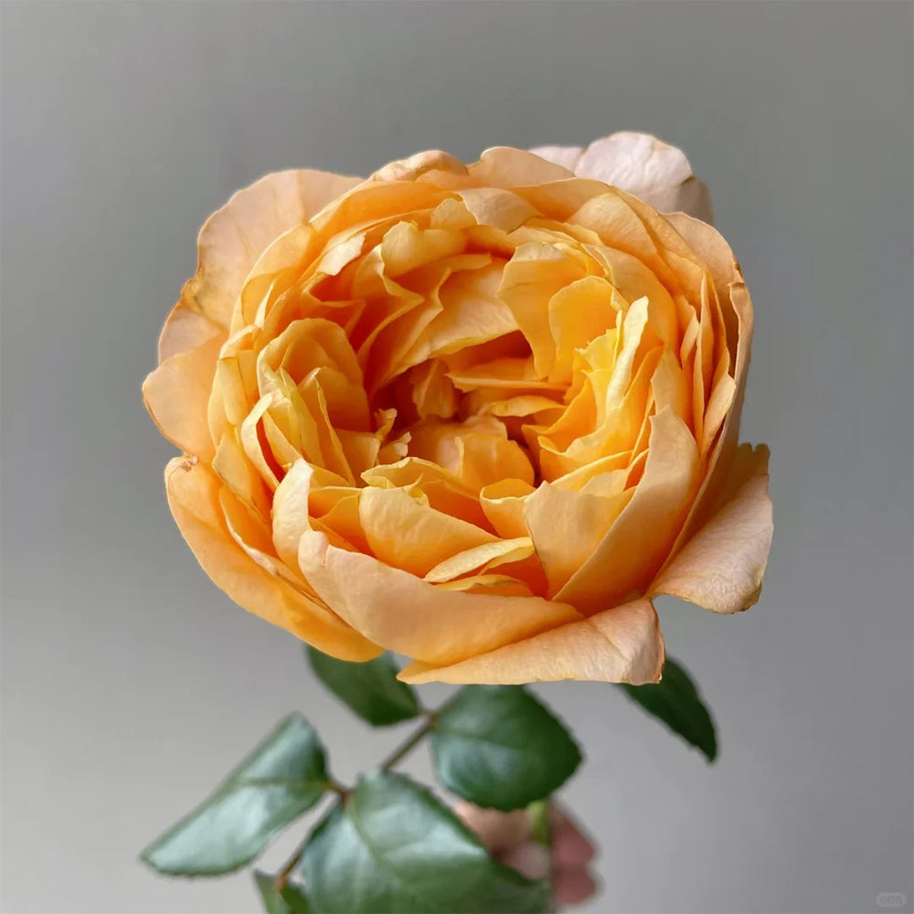 Bergamotte Kenyan Florist Shrub Rose