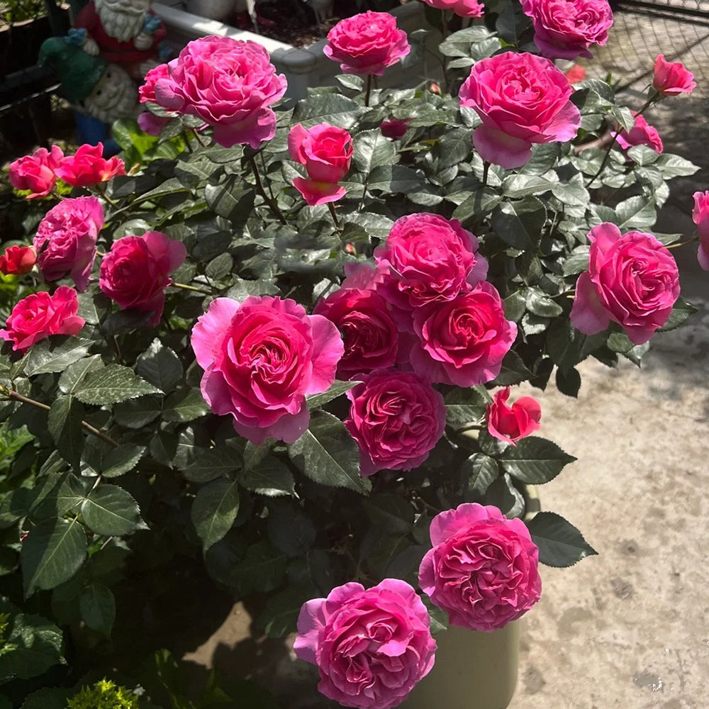 Bernadette Lafont French Florist Shrub Rose
