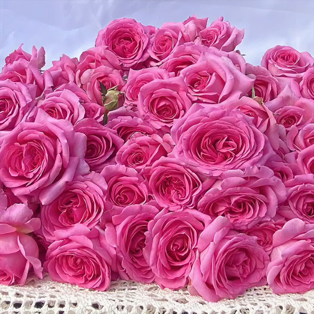 Bernadette Lafont French Florist Shrub Rose