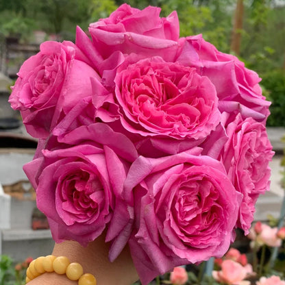 Bernadette Lafont French Florist Shrub Rose