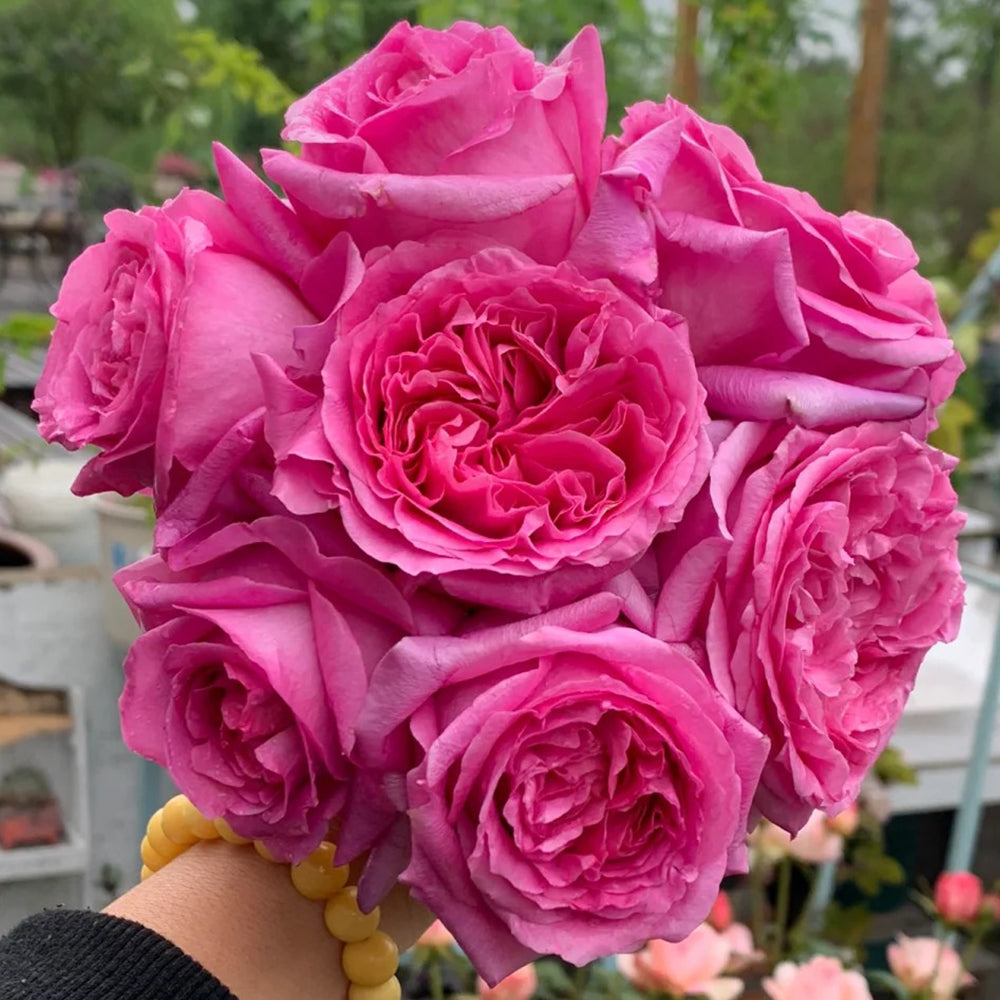 French Florist Shrub Rose Inspired by Bernadette Lafont For Sale