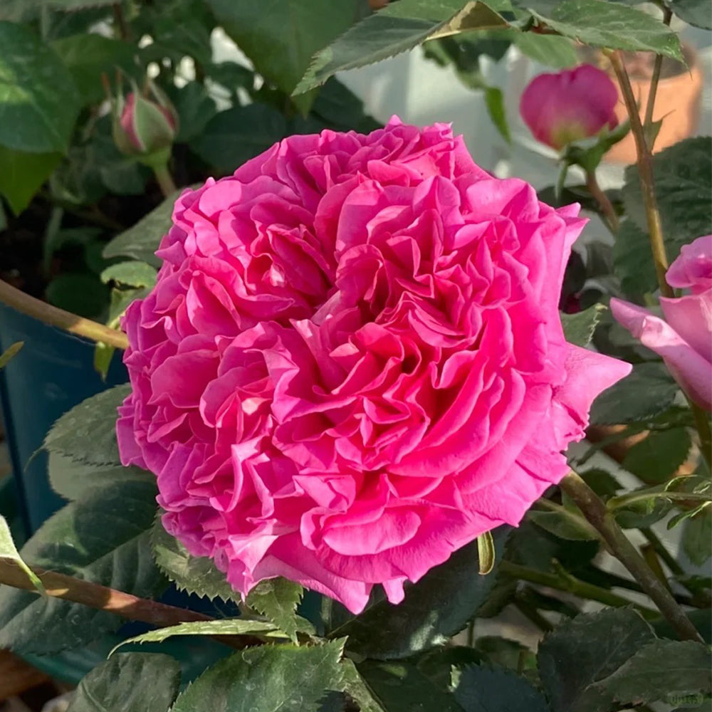 Bernadette Lafont French Florist Shrub Rose