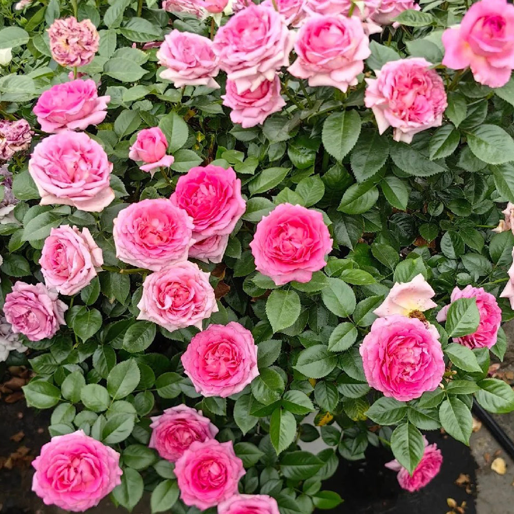 Bernadette Lafont French Florist Shrub Rose