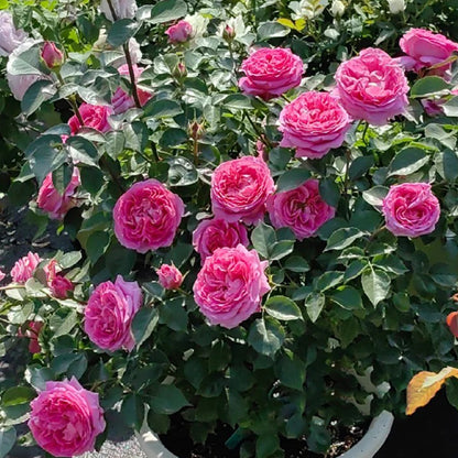 Bernadette Lafont French Florist Shrub Rose