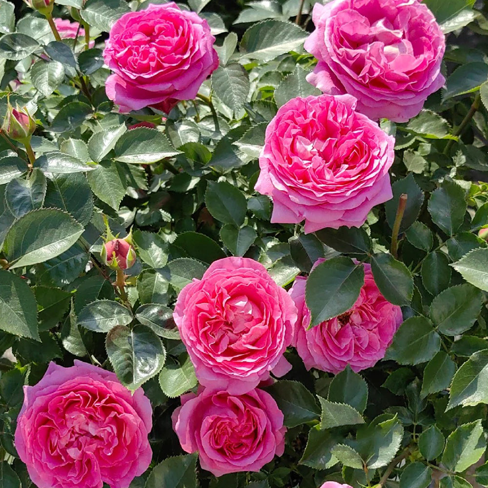 Bernadette Lafont French Florist Shrub Rose