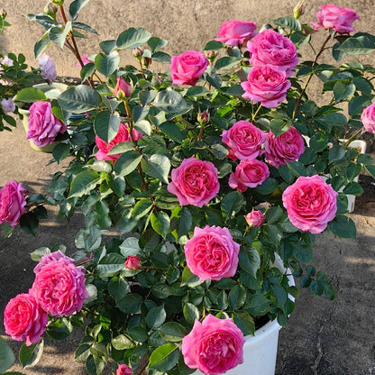 Bernadette Lafont French Florist Shrub Rose