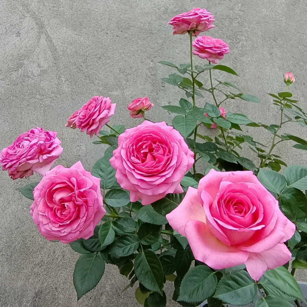 Bernadette Lafont French Florist Shrub Rose