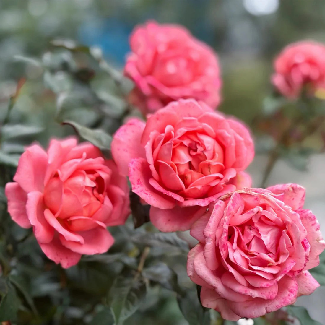 Bijou Corail French Florist Shrub Rose