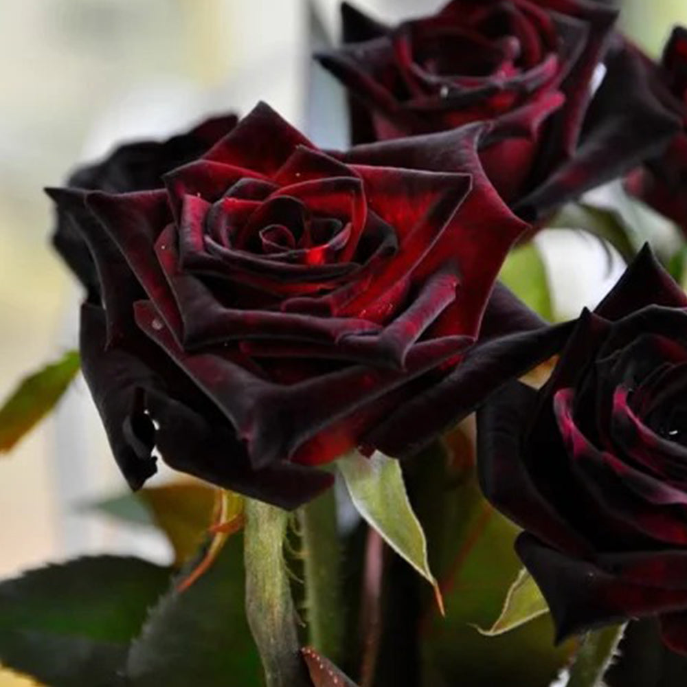 BLACK ROSE ビラ Glossy Crystal Deep Black Rose — Paradox Styling