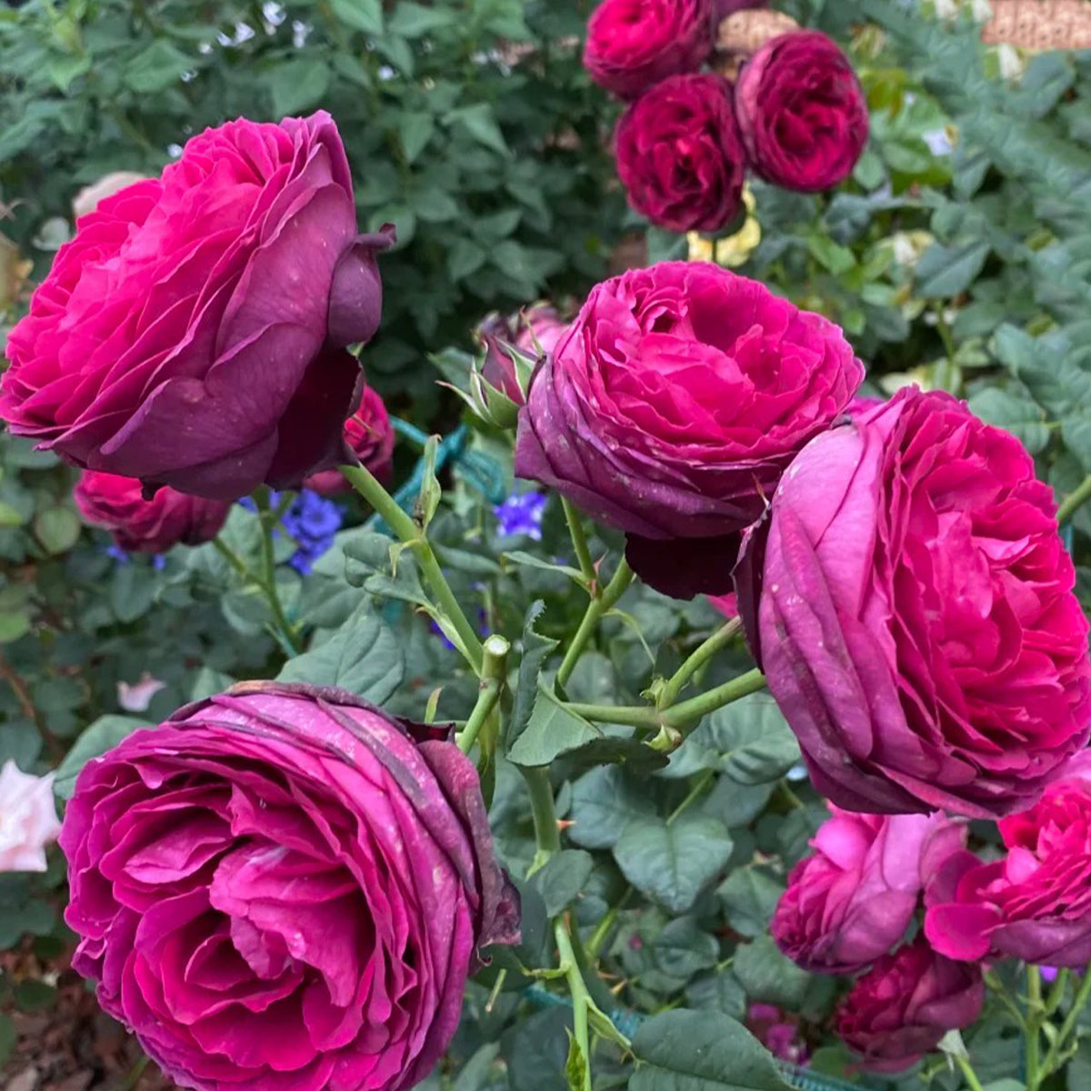 Black Caviar German Florist Shrub Rose