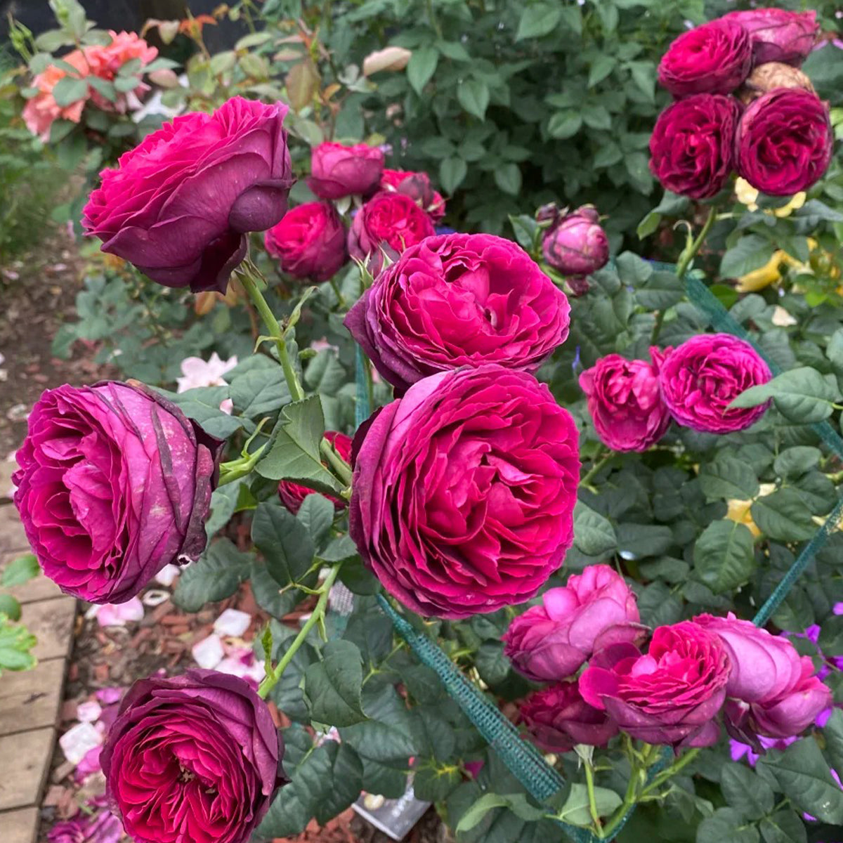 Black Caviar German Florist Shrub Rose