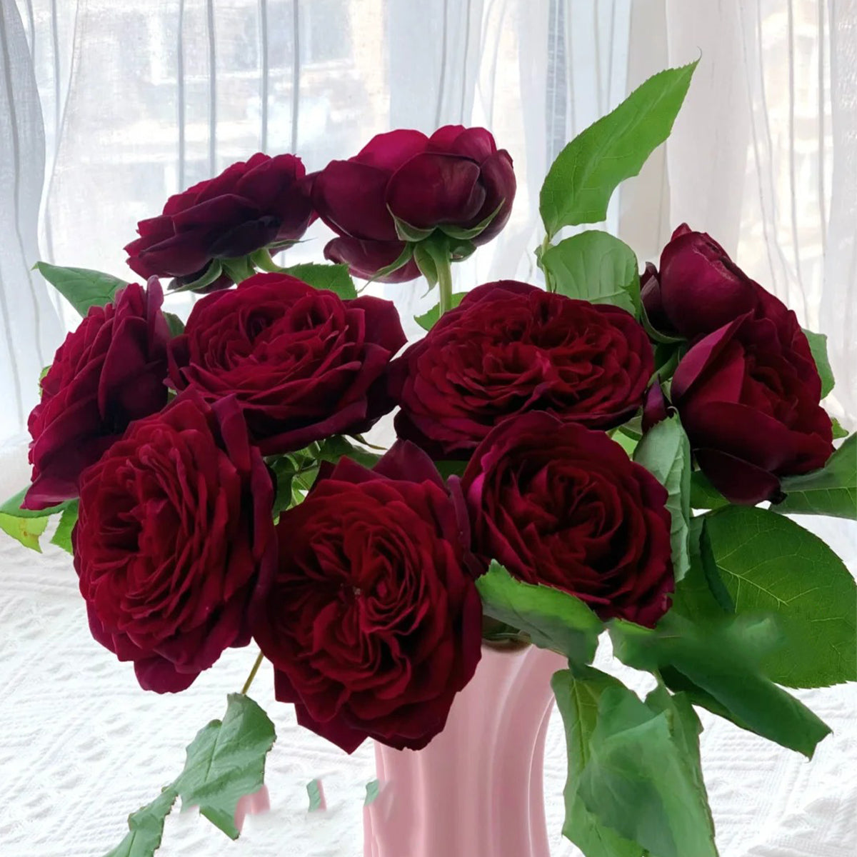 Black Caviar German Florist Shrub Rose