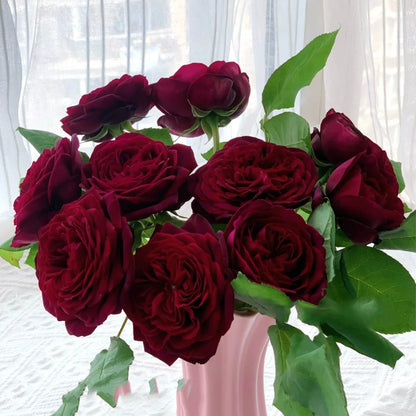 Black Caviar German Florist Shrub Rose