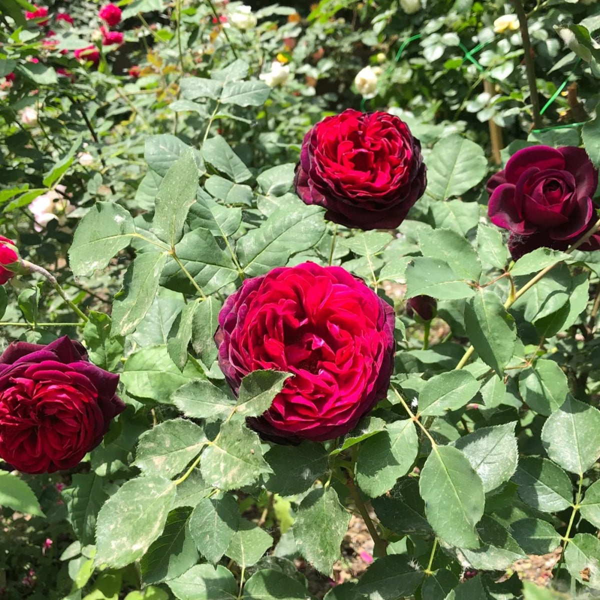 Black Caviar German Florist Shrub Rose