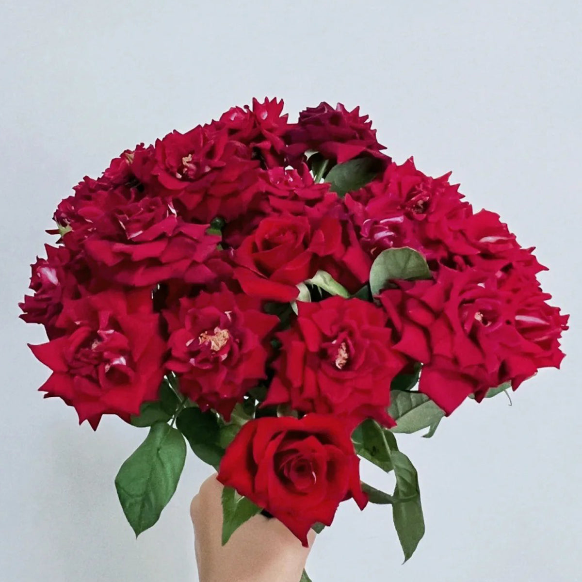 Black Caviar German Florist Shrub Rose