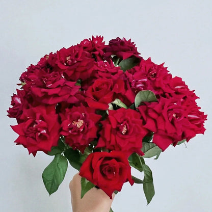 Black Caviar German Florist Shrub Rose