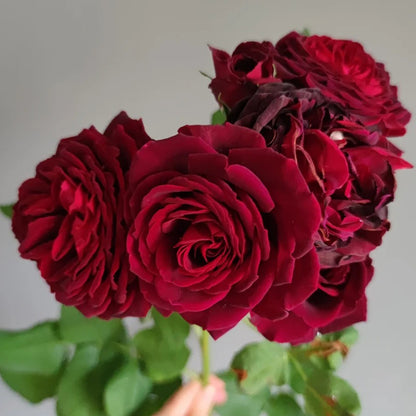 Black Caviar German Florist Shrub Rose