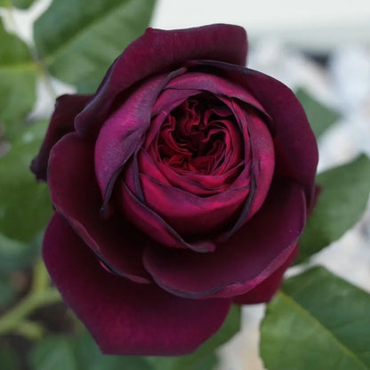 Black Caviar German Florist Shrub Rose