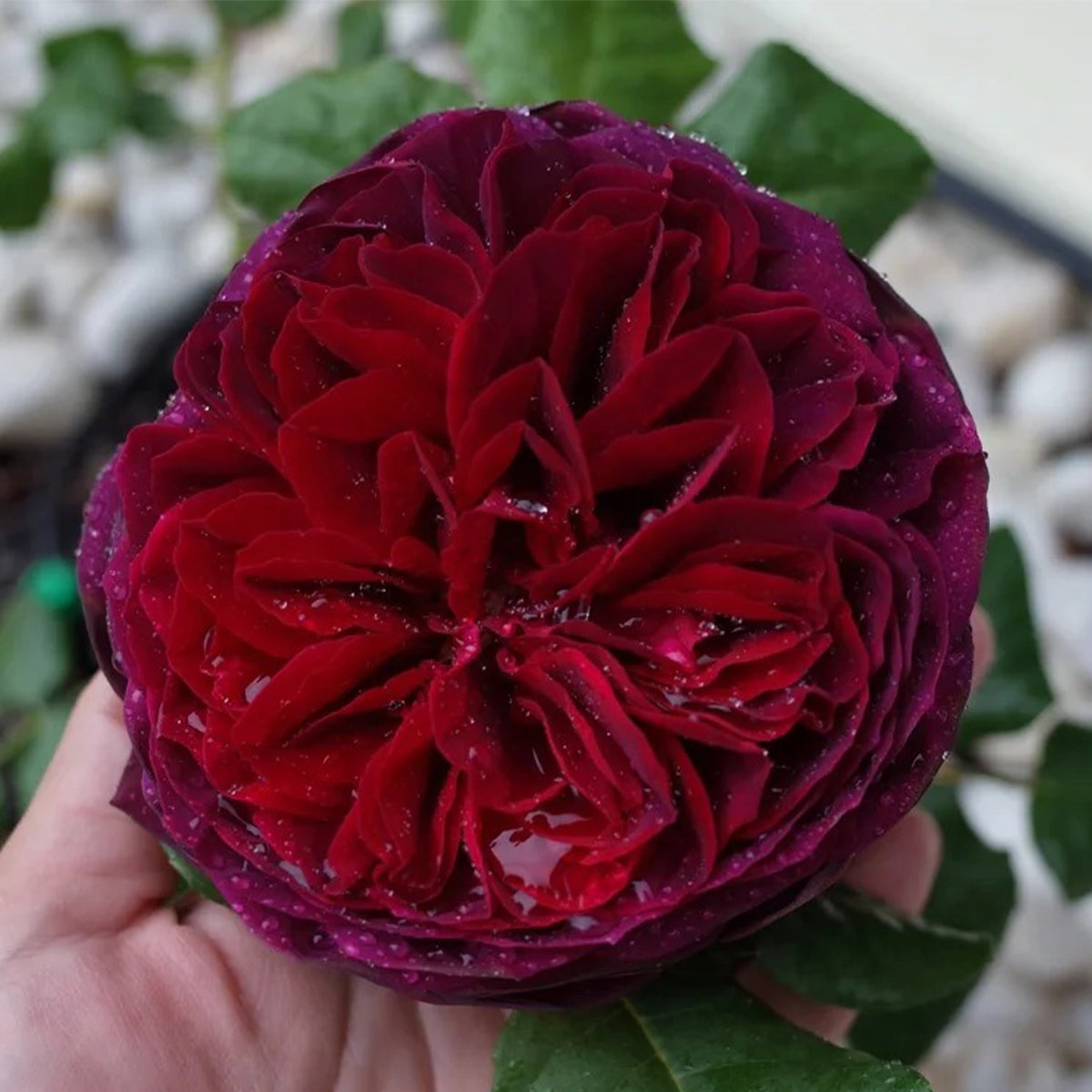 Black Caviar German Florist Shrub Rose
