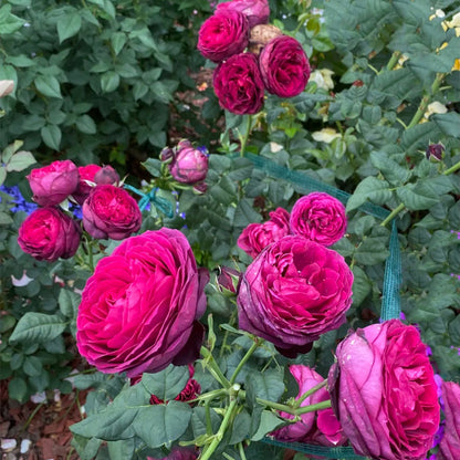 Black Caviar German Florist Shrub Rose