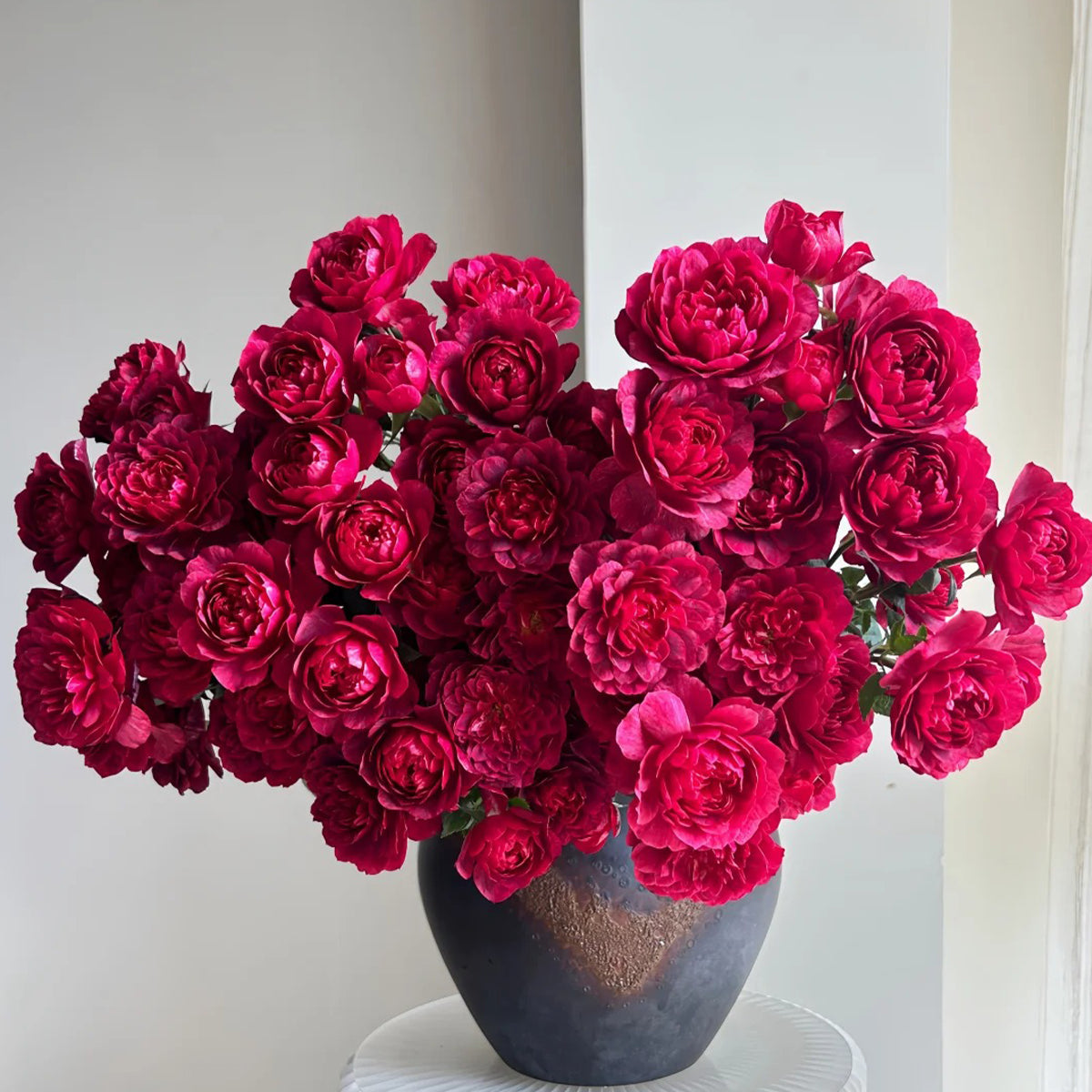 Black Jade Terrazza Florist Shrub Rose