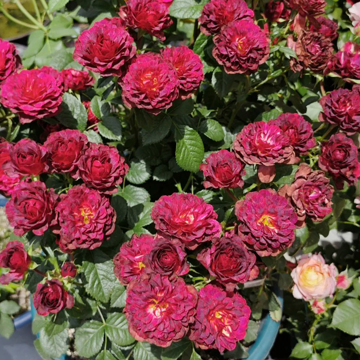 Black Jade Terrazza Florist Shrub Rose