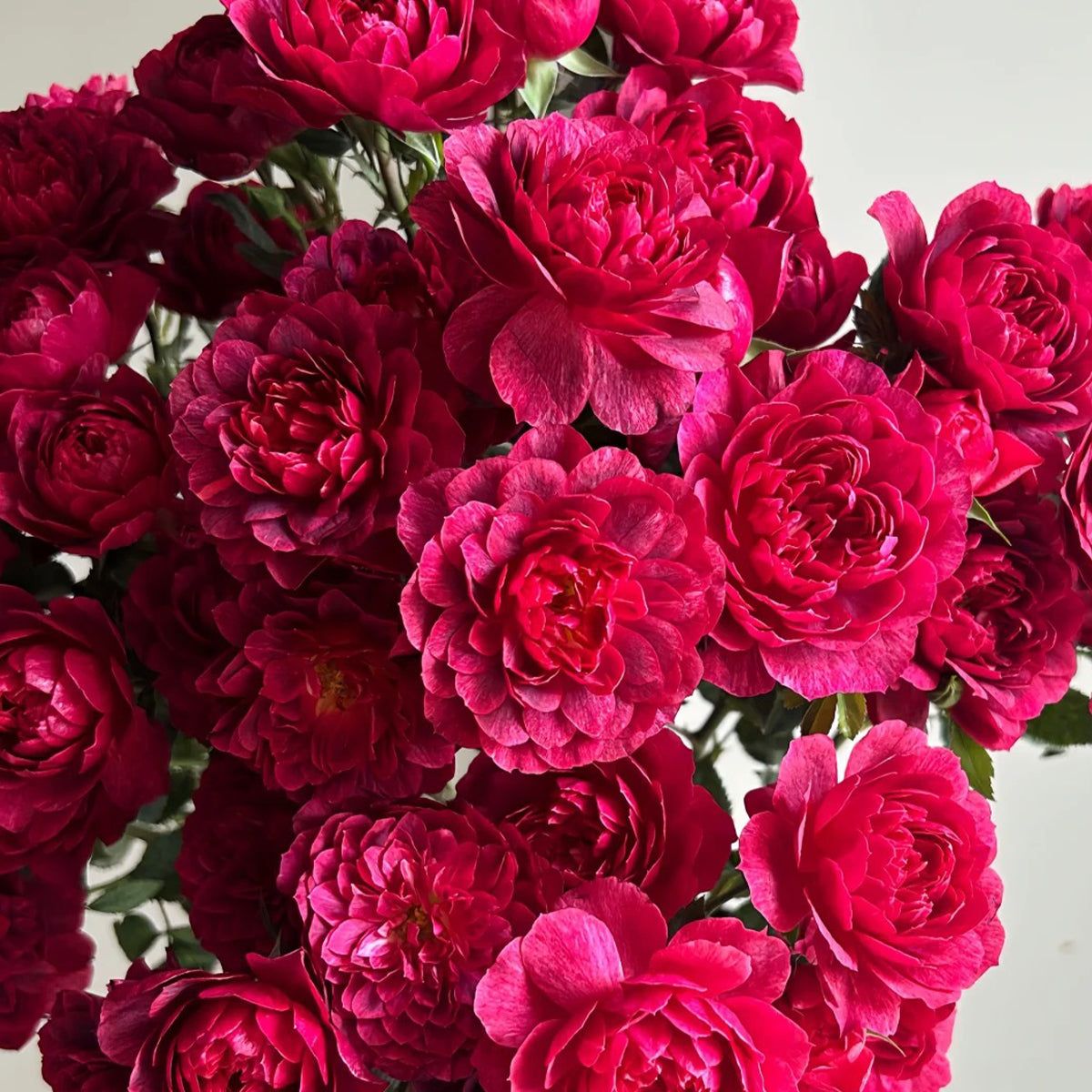 Black Jade Terrazza Florist Shrub Rose