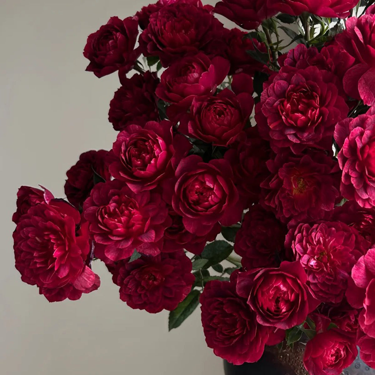 Black Jade Terrazza Florist Shrub Rose