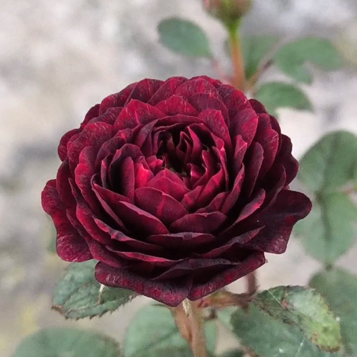 Black Jade Terrazza Florist Shrub Rose
