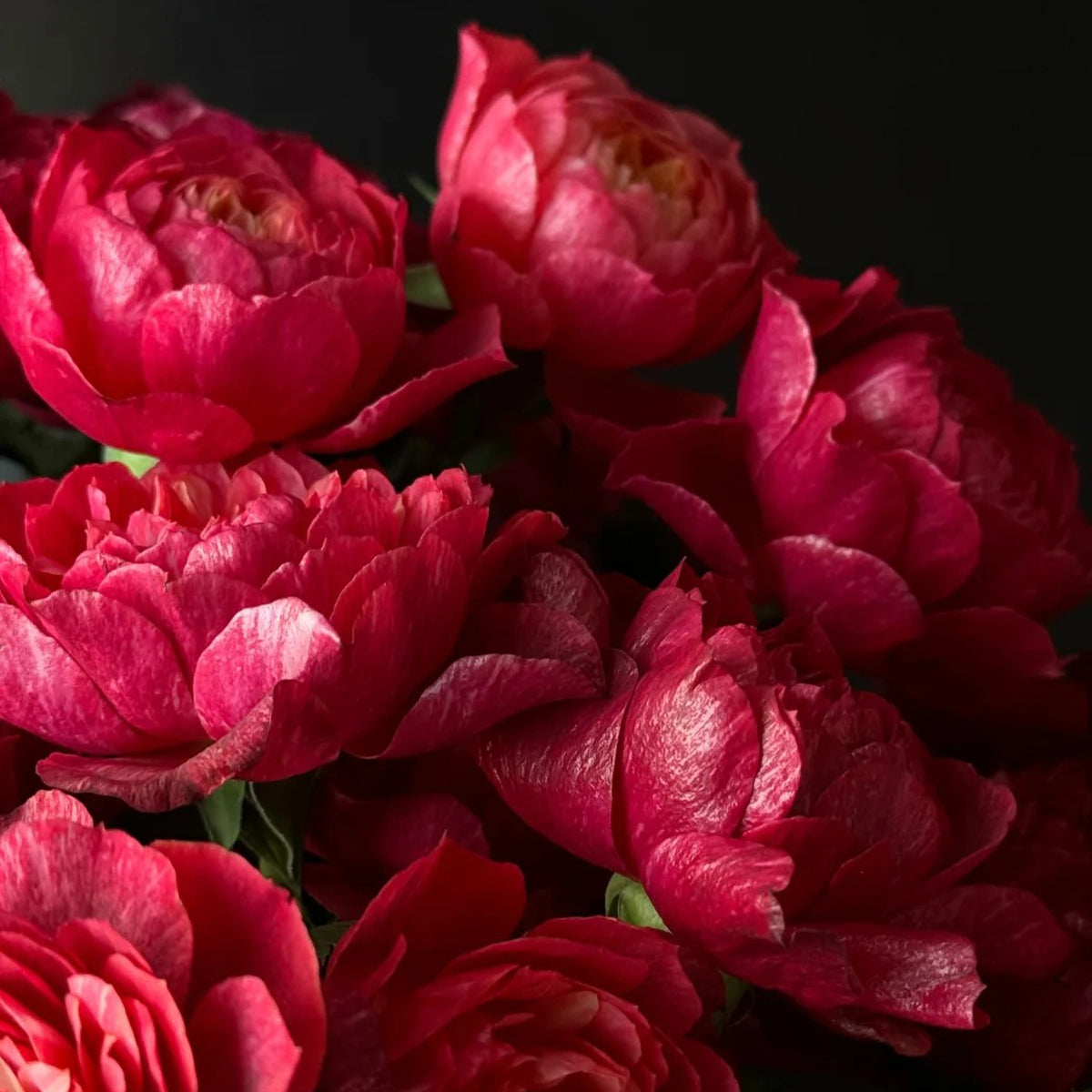 Black Jade Terrazza Florist Shrub Rose