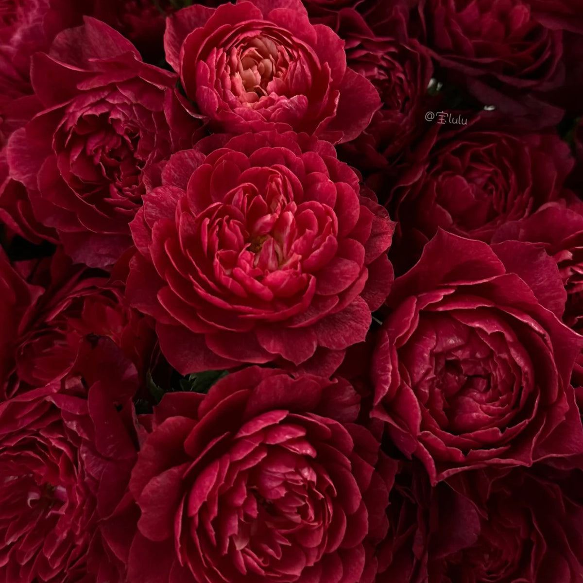 Black Jade Terrazza Florist Shrub Rose